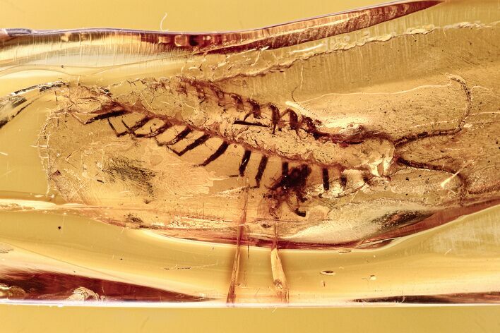 Fossil Stone Centipede (Lithobiidae) Vestiges In Baltic Amber #278677